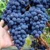 NADEZHDA AZOS Table Grape Vine