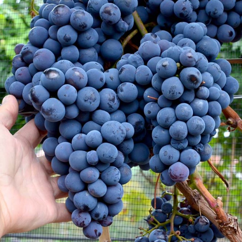 NADEZHDA AZOS Table Grape Vine