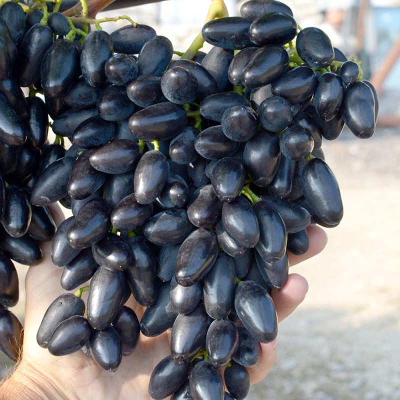 PAMYATI DZHENEYEVA Table Grape Vine
