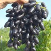 PAMYATI DZHENEYEVA Table Grape Vine