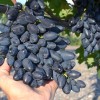 PAMYATI DZHENEYEVA Table Grape Vine