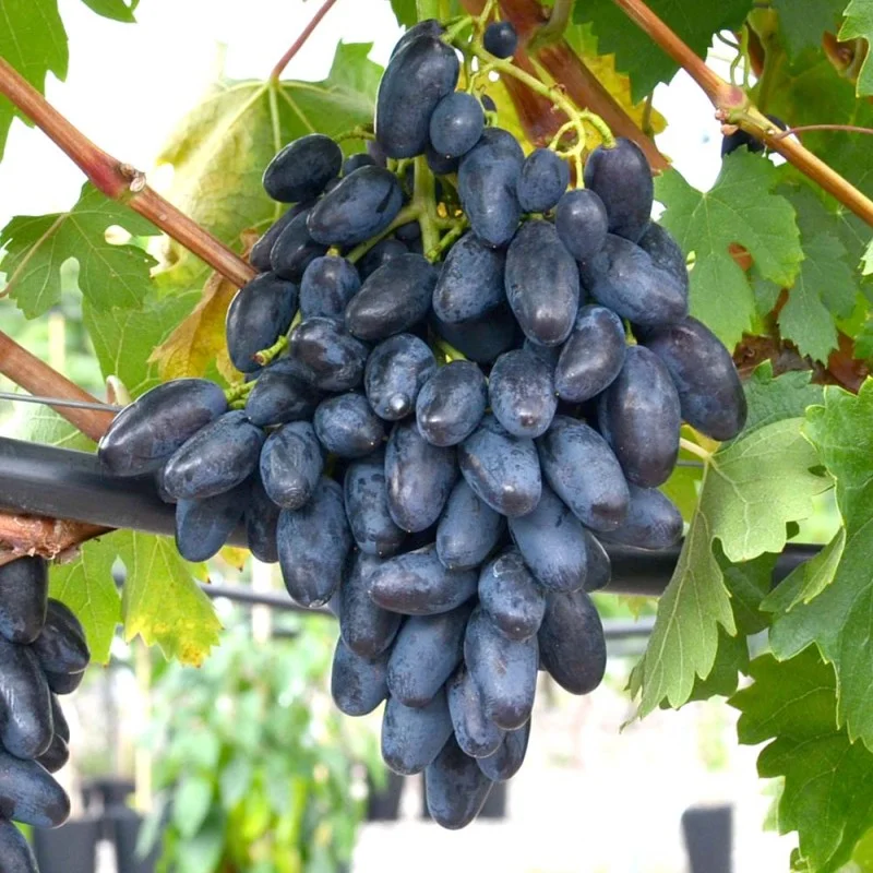 REMBO Table Grape Vine