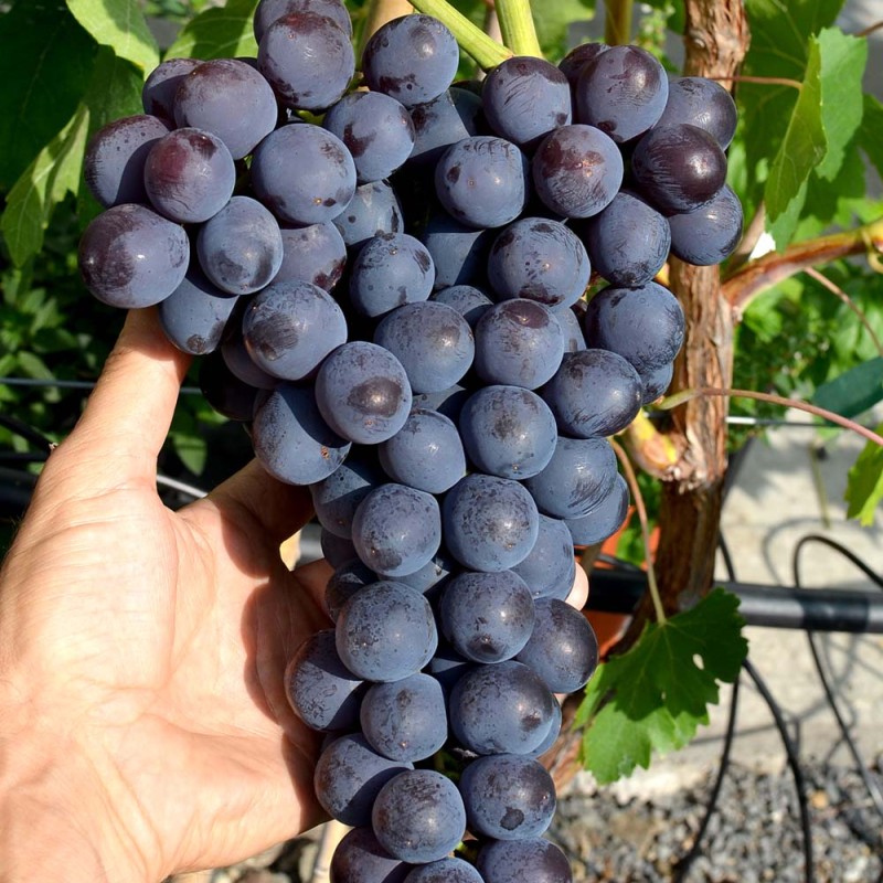 ROSHFOR Table Grape Vine
