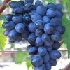 RUSLAN Table Grape Vine