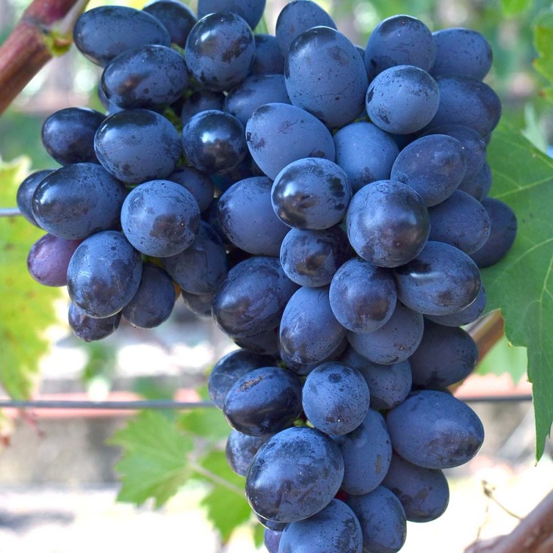 RUSLAN Table Grape Vine