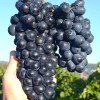 SHAKHTYOR Table/Wine Grape Vine