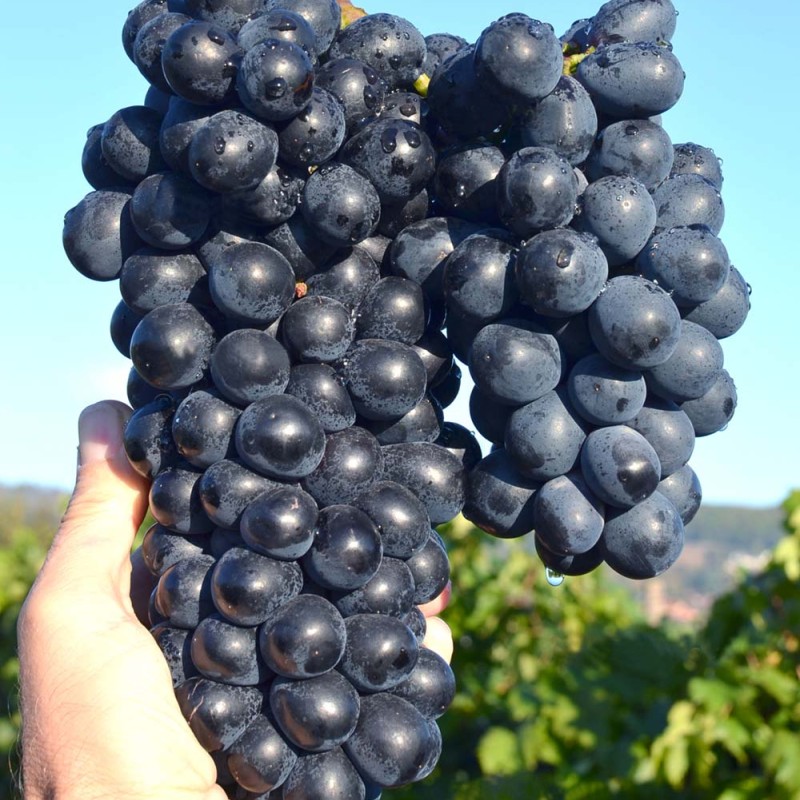 SHAKHTYOR Table/Wine Grape Vine
