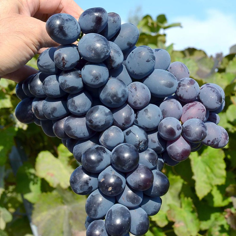 SHARADA UA® Table Grape Vine