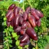 DUBOVSKI ROZOVY Table Grape Vine
