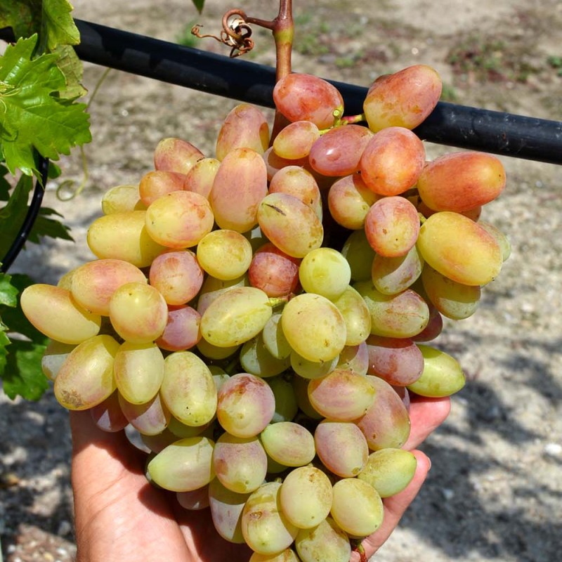 YUBILEY NOVOCHERKASK Table Grape Vine