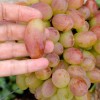 YUBILEY NOVOCHERKASK Table Grape Vine