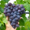 LORANO Table Grape Vine