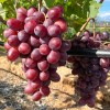 OLIMP Table Grape Vine