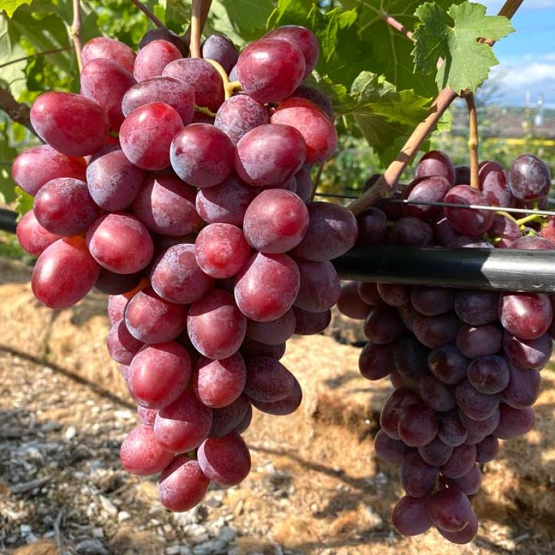 OLIMP Table Grape Vine