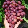 PAMYATI UCHITELYA Table Grape Vine