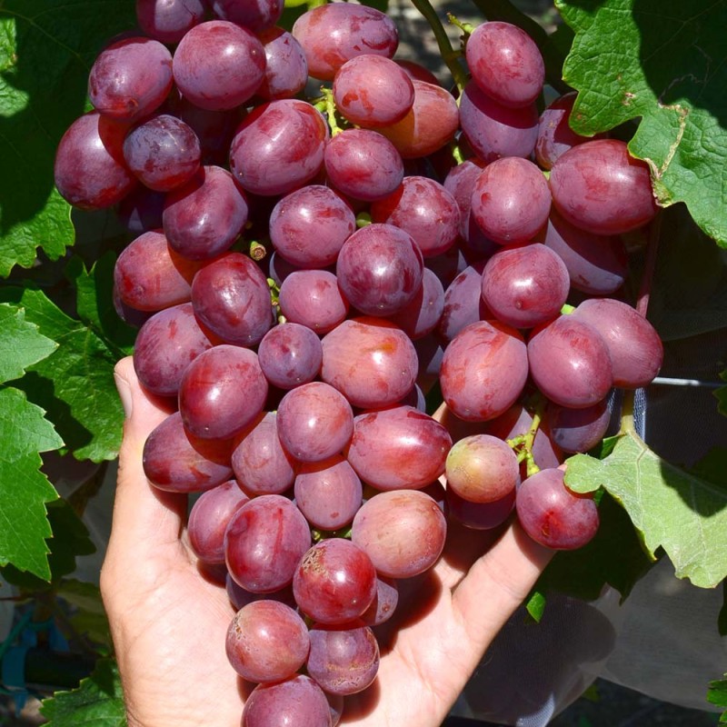 PAMYATI UCHITELYA Table Grape Vine