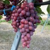 PAMYATI UCHITELYA Table Grape Vine