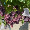 PAMYATI UCHITELYA Table Grape Vine