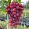 SHANSON Table Grape Vine