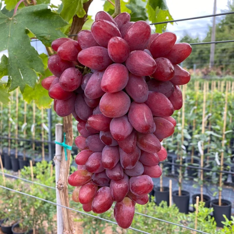 SHANSON Table Grape Vine