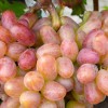 VIKTOR Table Grape Vine