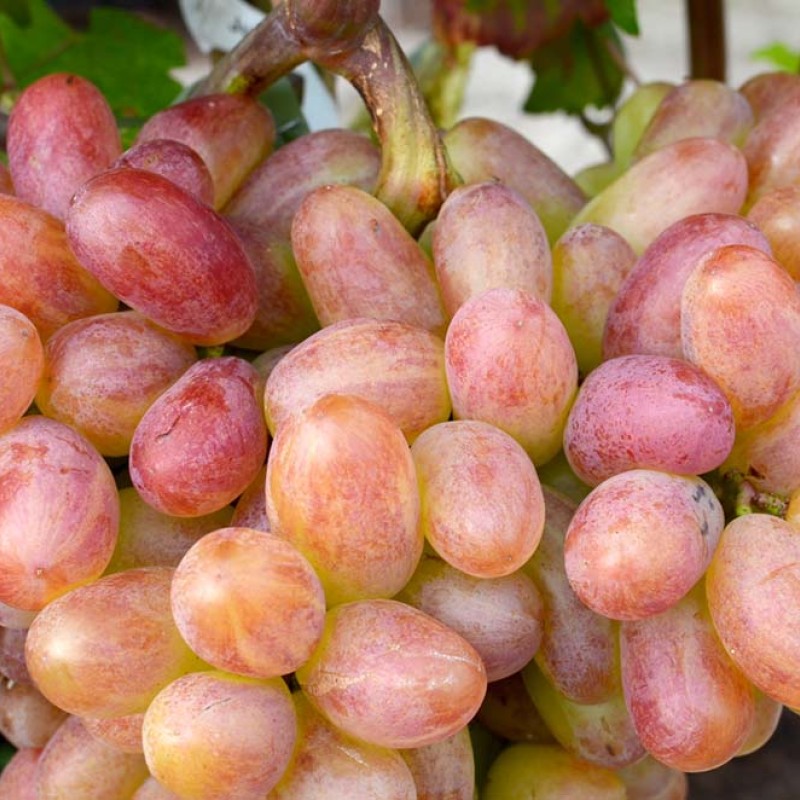 VIKTOR Table Grape Vine
