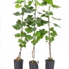 YUBILEY NOVOCHERKASK Table Grape Vine