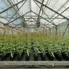 SHANSON Table Grape Vine
