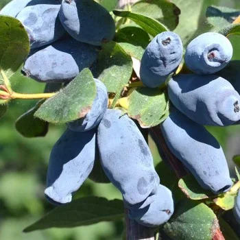 Blaubeere (Lonicera caerulea) AURORA®