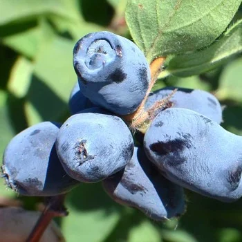 Blaubeere (Lonicera caerulea) BOREALIS®
