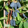 Zemolez (Lonicera caerulea) JUGANA®