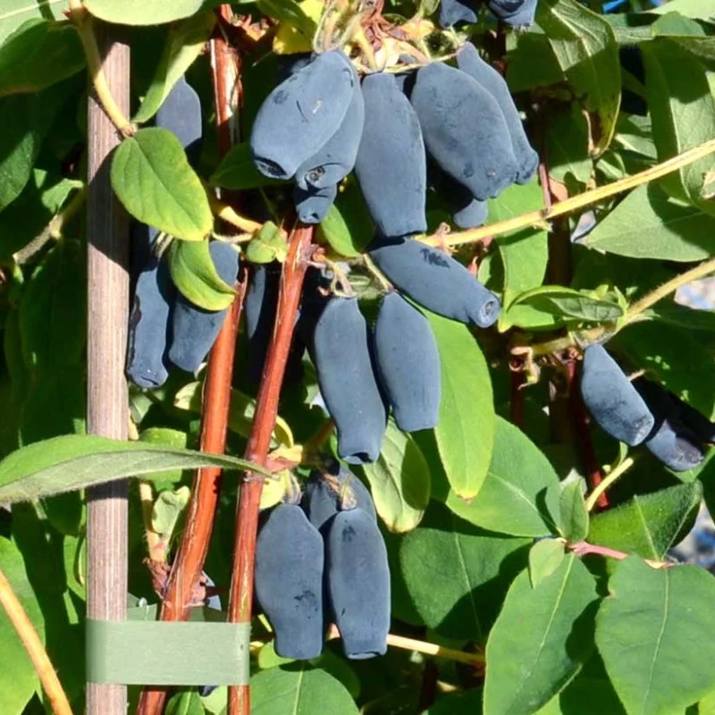 Zemolez (Lonicera caerulea) JUGANA®