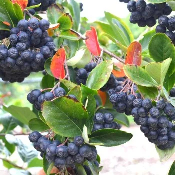 Black Chokeberry (Aronia melanocarpa) NERO