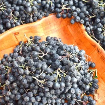 Black Chokeberry (Aronia melanocarpa) NERO