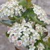 Arónia čiernoplodá (Aronia melanocarpa) NERO