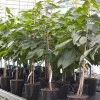 Pawpaw (Asimina triloba) MANGO