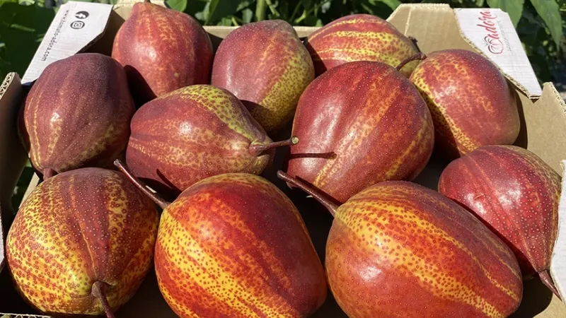 Hruška Zaosu Red Striped - objasnenie pôvodu