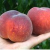 Broskyňa (Prunus persica) AVALON PRIDE