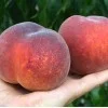 Pfirsich (Prunus persica) AVALON PRIDE