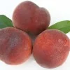 Pfirsich (Prunus persica) AVALON PRIDE