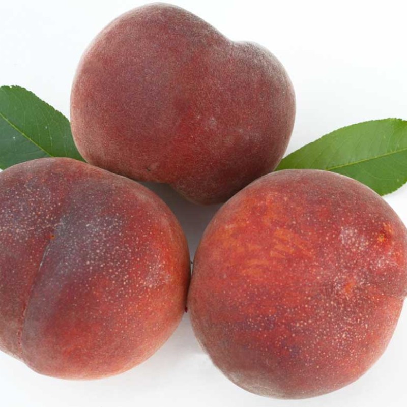 Broskyňa (Prunus persica) AVALON PRIDE