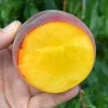 Pfirsich (Prunus persica) AVALON PRIDE