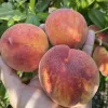 Broskyňa (Prunus persica) AVALON PRIDE