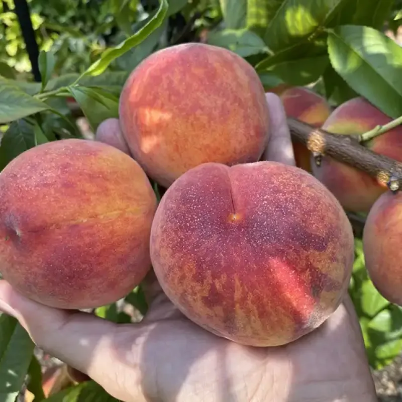 Broskyňa (Prunus persica) AVALON PRIDE