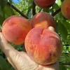 Broskyňa (Prunus persica) AVALON PRIDE