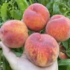 Broskyňa (Prunus persica) AVALON PRIDE