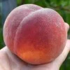 Pfirsich (Prunus persica) AVALON PRIDE