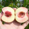 Broskyňa (Prunus persica) BENEDICTE