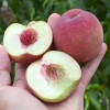 Broskyňa (Prunus persica) BENEDICTE
