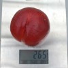 Nektarinka (Prunus persica var. nucipersica) BIG TOP